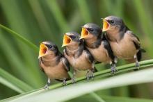 4 birds singing